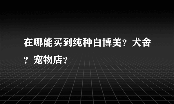 在哪能买到纯种白博美？犬舍？宠物店？