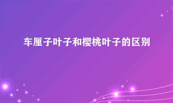 车厘子叶子和樱桃叶子的区别