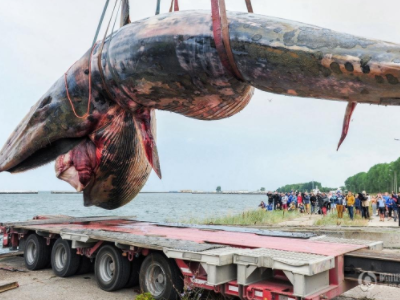 大连渤海海域首次发现搁浅抹香鲸，搁浅鲸鱼该如何处理？