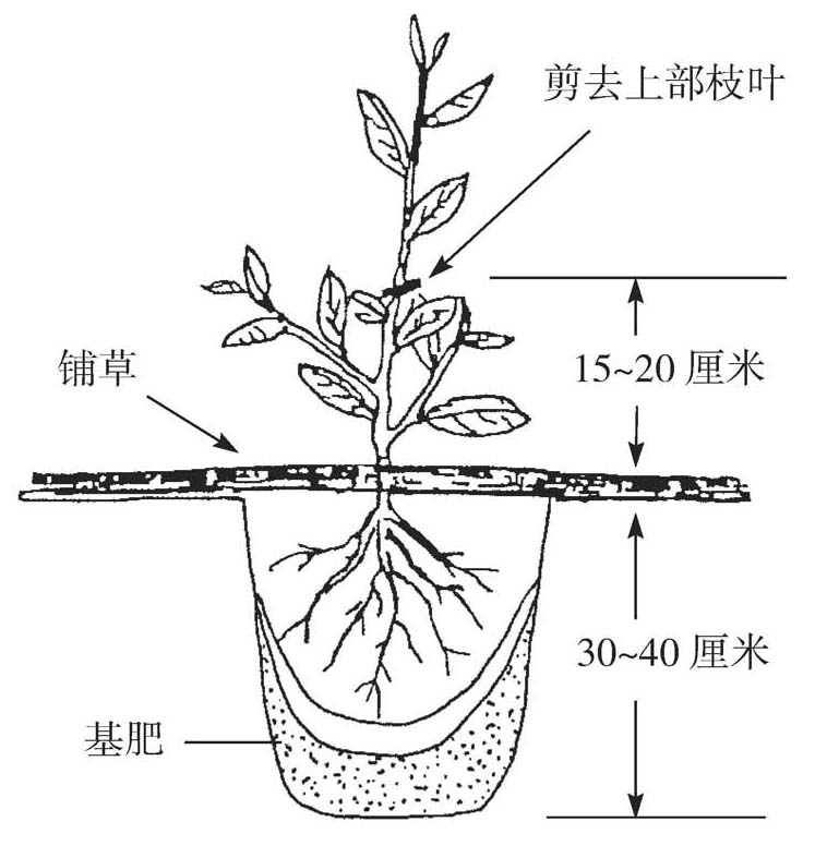 如何种植油茶树