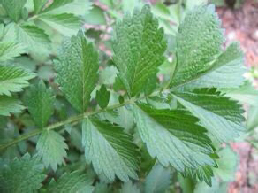 仙鹤草的作用与功效?