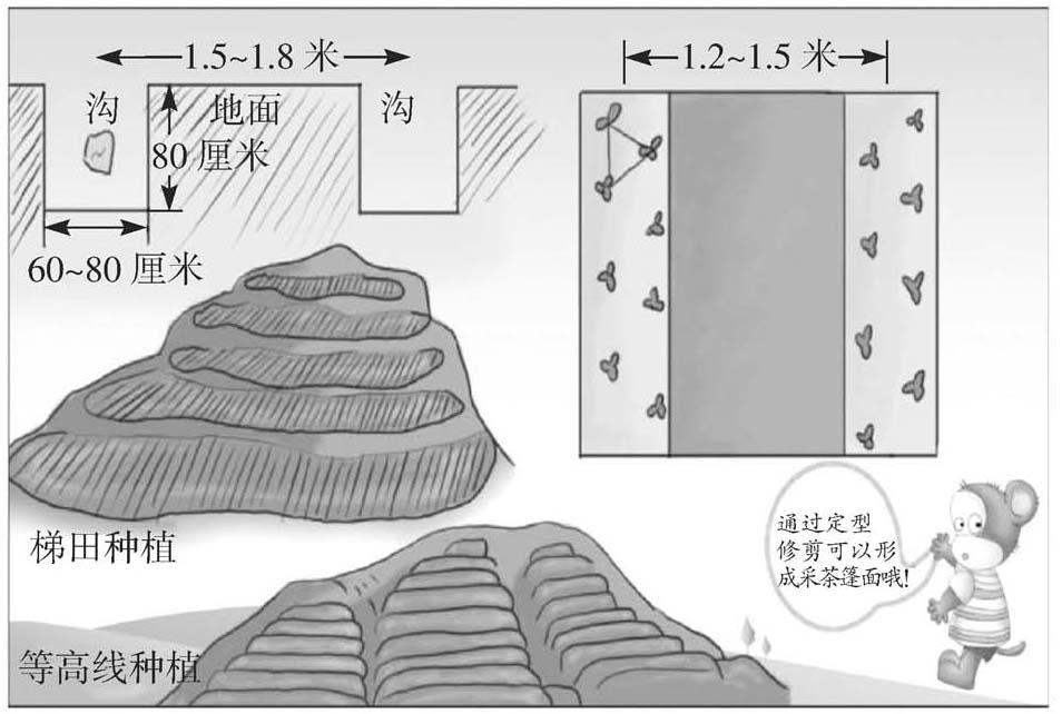 如何种植油茶树