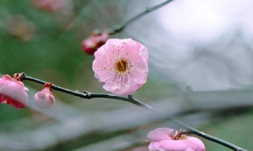 一九梅花报红春什么意思