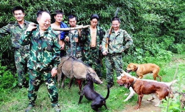 野猪泛滥成灾，猖狂到入侵村庄，农民们该如何应对？