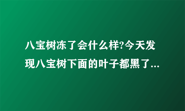 八宝树冻了会什么样?今天发现八宝树下面的叶子都黑了，芽根也是，叶尖也黑了，怎么办？