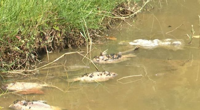 广州公园现的食肉水怪是“鳄雀鳝”，这种动物会吃人吗？