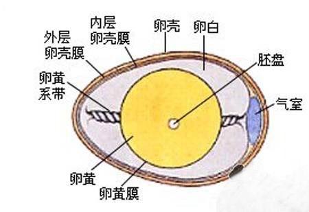 鸡蛋黄为什么是圆形的？