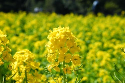 日本巨型油菜重达6.2公斤，要比普通油菜的营养价值高吗？