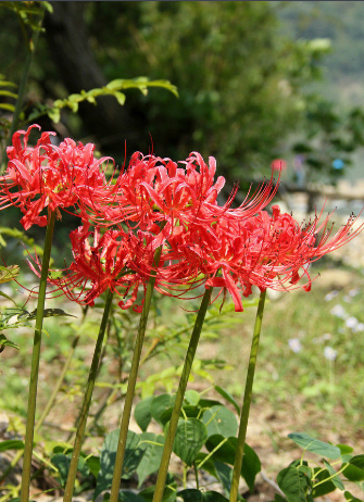 彼岸花的传说与花语是什么意思