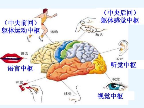 什么属于高级神经中枢，中级神经中枢和低级神经中枢？