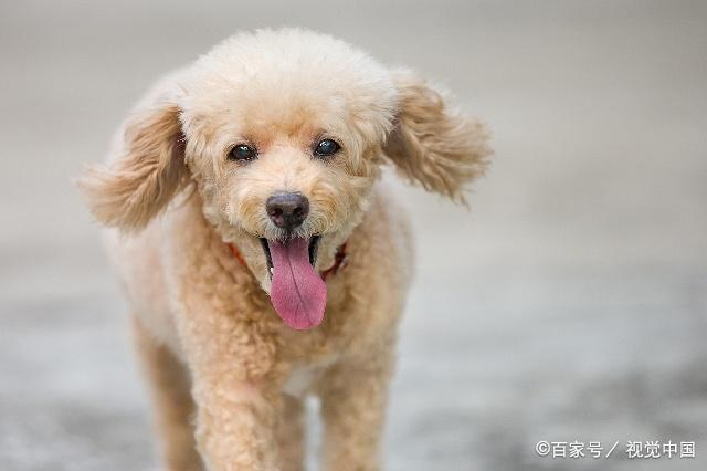 泰迪犬为什么有一个“泰日天”的外号？