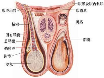 睾丸切除术的手术方法