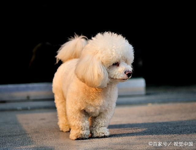 泰迪犬为什么有一个“泰日天”的外号？