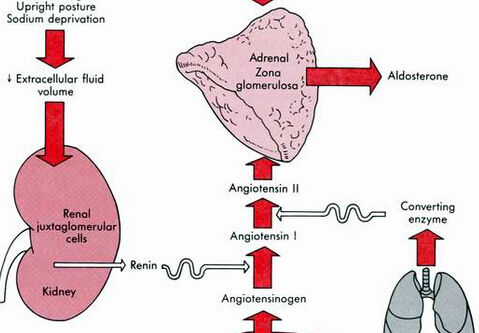 醛固酮的分泌