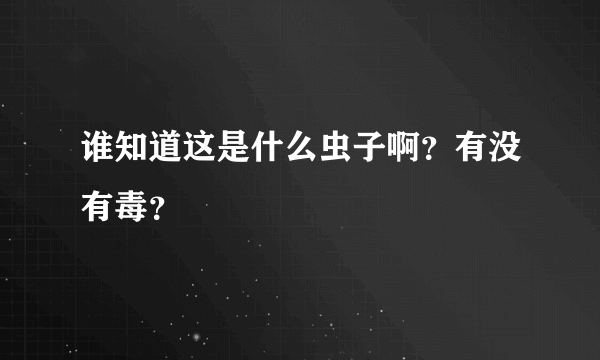 谁知道这是什么虫子啊？有没有毒？